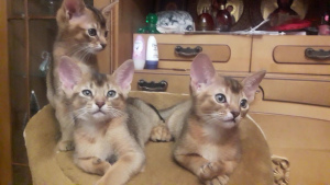 Photo №2 to announcement № 3379 for the sale of abyssinian cat - buy in Ukraine private announcement, from nursery, breeder