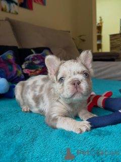 Photo №4. I will sell french bulldog in the city of Brno. breeder - price - negotiated