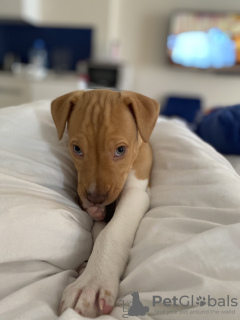 Additional photos: Pit bull puppy