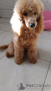 Additional photos: Red poodle puppies