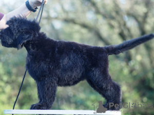 Additional photos: Black Russian Terrier puppies for sale.