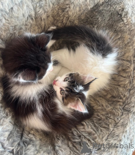 Photo №1. british longhair - for sale in the city of DußLingen | 361$ | Announcement № 173912