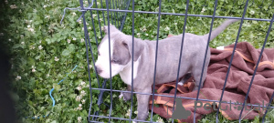 Additional photos: American Staffordshire Terrier puppies