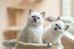 Photo №1. birman - for sale in the city of Гамбург | 329$ | Announcement № 143171