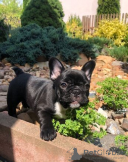 Photo №3. purebred French bulldog puppies.. Germany