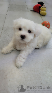 Photo №3. Meliza. Georgia