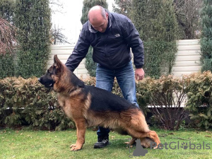 Photo №1. german shepherd - for sale in the city of Kharkov | 600$ | Announcement № 17871