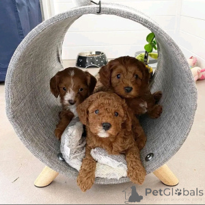 Photo №1. poodle (toy) - for sale in the city of Berlin | 568$ | Announcement № 167649