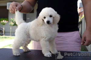 Photo №4. I will sell poodle (toy) in the city of Batočina.  - price - negotiated