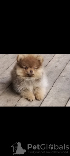 Photo №1. pomeranian - for sale in the city of Афины | 528$ | Announcement № 65250