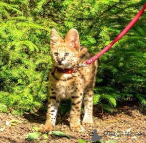 Photo №4. I will sell savannah cat in the city of Bristol. private announcement, from nursery, from the shelter - price - 1057$