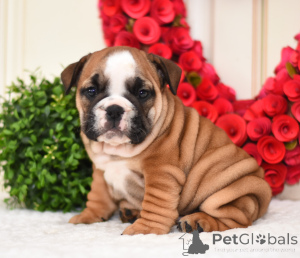 Photo №1. english bulldog - for sale in the city of Los Angeles | 350$ | Announcement № 138540