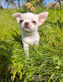Photo №1. chihuahua - for sale in the city of Minsk | 700$ | Announcement № 70232