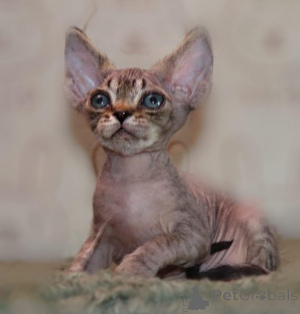 Photo №1. devon rex - for sale in the city of Lüneburg | 329$ | Announcement № 149189