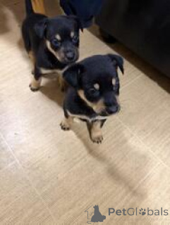 Photo №4. I will sell australian kelpie in the city of Apollo Bay. breeder - price - negotiated