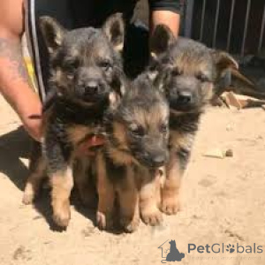 Photo №1. german shepherd - for sale in the city of Kajaani Castle | 929$ | Announcement № 169380