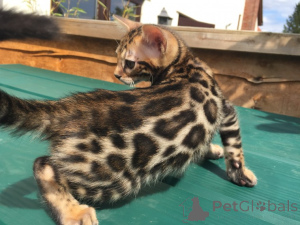 Photo №1. bengal cat - for sale in the city of Stutensee | 361$ | Announcement № 158760
