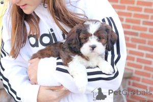 Photo №1. shih tzu - for sale in the city of Corby | 706$ | Announcement № 137436