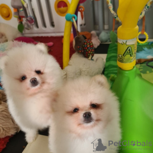 Photo №2 to announcement № 97066 for the sale of pomeranian - buy in United States private announcement, breeder