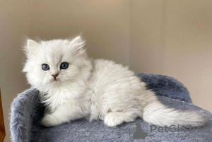 Photo №1. persian cat - for sale in the city of Houston | 300$ | Announcement № 87582