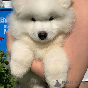 Photo №3. CUTE SAMOYED PUPPIES AVAILABLE FOR SALE. United States