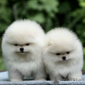 Photo №3. pomeranian. Germany