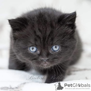 Photo №4. I will sell british shorthair in the city of Berlin. breeder - price - 317$