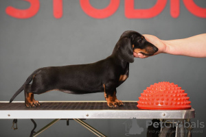 Photo №2 to announcement № 19171 for the sale of dachshund - buy in Russian Federation private announcement, breeder