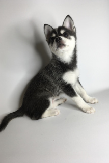 Photo №2 to announcement № 4217 for the sale of alaskan klee kai - buy in Russian Federation breeder