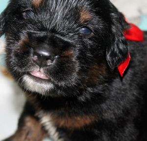 Additional photos: Tibetan mastiff puppies for sale