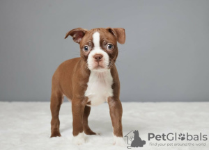 Photo №2 to announcement № 122075 for the sale of boston terrier - buy in Switzerland private announcement