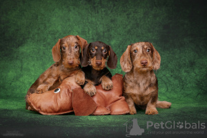 Additional photos: Wirehaired dachshund - dachshund puppies, kennel