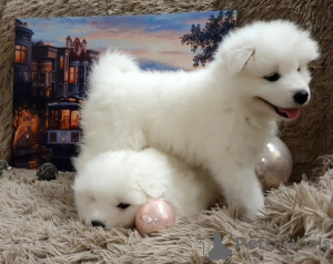 Photo №2 to announcement № 8760 for the sale of samoyed dog - buy in Russian Federation private announcement