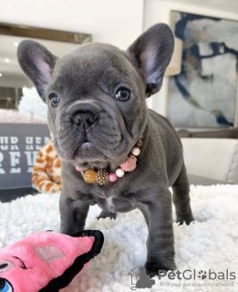 Photo №1. french bulldog - for sale in the city of Калифорния Сити | 600$ | Announcement № 74249