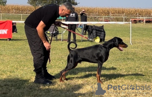 Additional photos: DOBERMAN PUPPIES