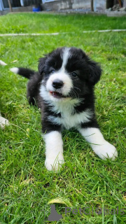 Photo №2 to announcement № 137957 for the sale of australian shepherd - buy in United States breeder