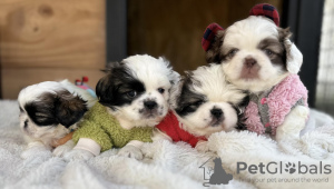 Photo №3. Pekingese puppies for sale. Serbia