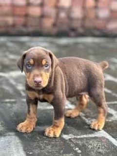 Photo №3. Dobermann-Welpen zu verkaufen. Austria