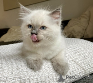 Photo №2 to announcement № 108939 for the sale of ragdoll - buy in Germany private announcement, breeder