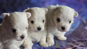 Photo №4. I will sell maltese dog in the city of WAGGA WAGGA. breeder - price - 700$