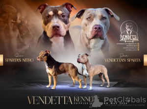 Photo №2 to announcement № 106844 for the sale of american pit bull terrier - buy in Croatia breeder