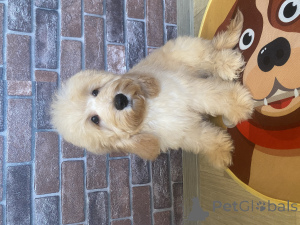 Photo №2 to announcement № 159710 for the sale of english cocker spaniel, poodle (dwarf) - buy in Russian Federation private announcement