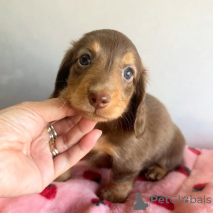 Photo №2 to announcement № 173391 for the sale of dachshund - buy in Denmark private announcement, breeder