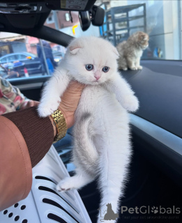 Photo №2 to announcement № 167097 for the sale of scottish fold - buy in Germany breeder
