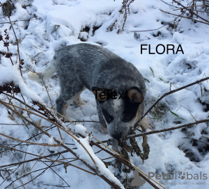 Photo №3. Australian Cattle Dog. Lithuania