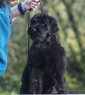 Additional photos: Black Russian Terrier puppies for sale.