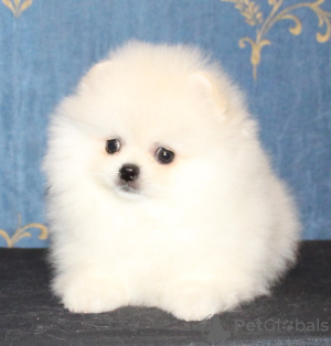 Photo №1. pomeranian - for sale in the city of Doha | negotiated | Announcement № 38554