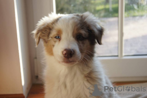 Photo №1. australian shepherd - for sale in the city of Budapest | 317$ | Announcement № 78803