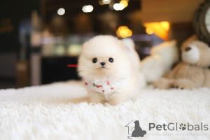 Photo №3. Dean Janet Kay puppies house. United States