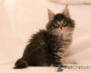 Photo №2 to announcement № 161611 for the sale of norwegian forest cat - buy in Belgium private announcement, breeder